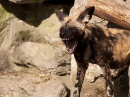 Afrikanischer Wildhund